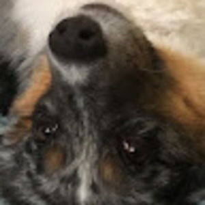 Meet your Posher, Jackson